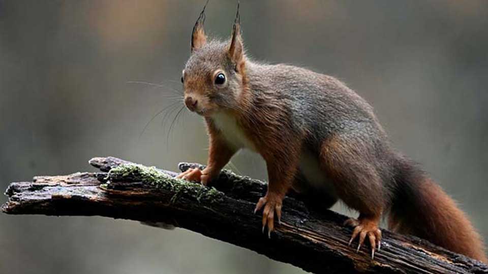 Eichhörnchen im KGV Leopoldau-Ladestelle