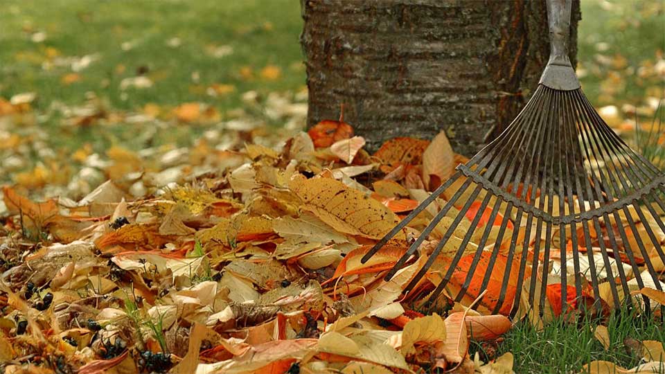 Eichhörnchen im KGV Leopoldau-Ladestelle