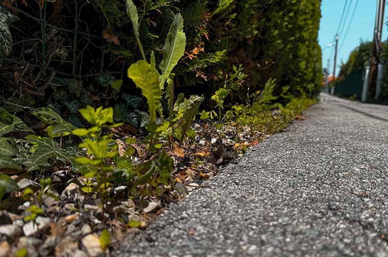 Gartenbegehung im Kleingärtnerverein Leopoldau-Ladestelle