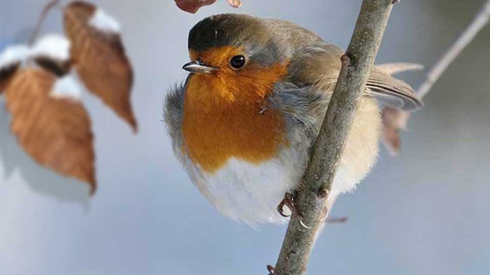 Eichhörnchen im KGV Leopoldau-Ladestelle