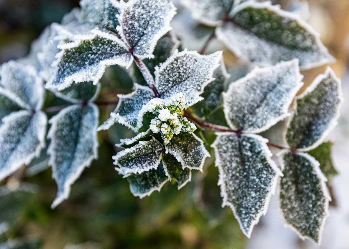 Der Kleingärtnerverein Leopoldau-Ladestelle wünscht frohe Weihnachten!
