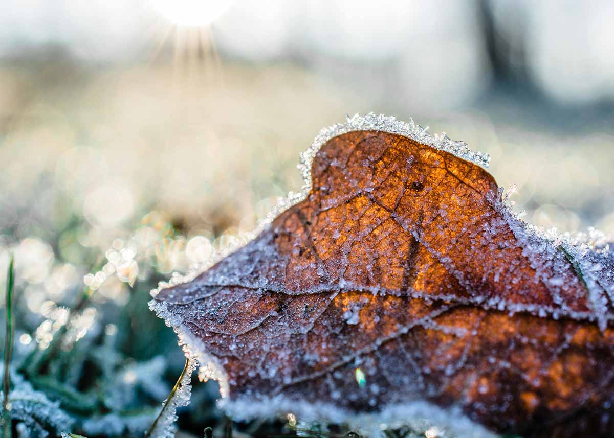 Herbstliches Blatt im Rasen mit winterlichem Raureif überzogen im Kleingärtnerverein Leopoldau-Ladestelle